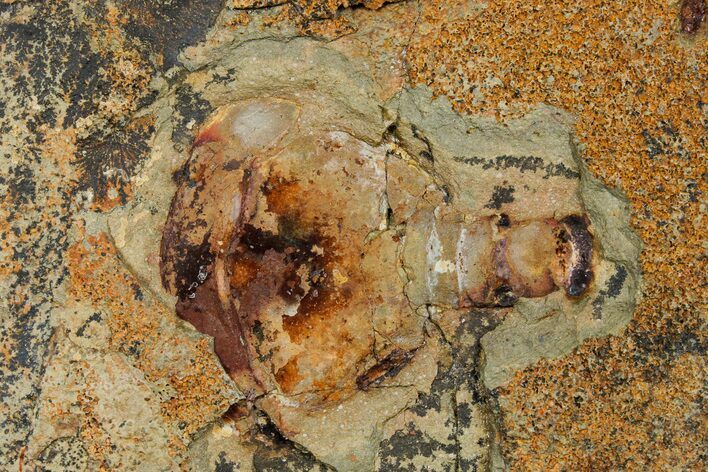 Xiphosurida Arthropod - Horseshoe Crab Ancestor #179428